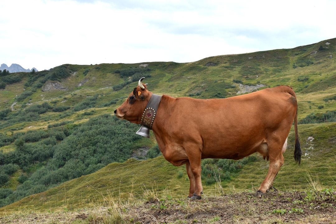 Beaufort, tout un fromage !